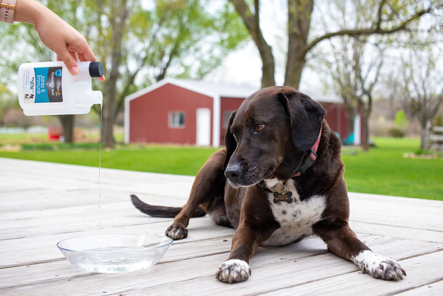 Hyalogic HyaFlex Pro Pure - Canine Joint & Immune Liquid (240 ml)