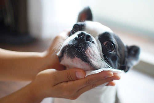 Wafona All-in-One Spray - cleans, moisturizes and sterilize with the power of 108 types of natural plant extracts and pure ionized water