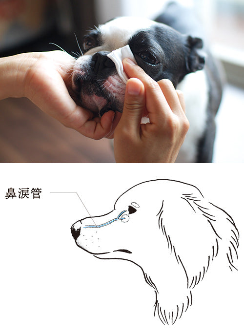 Wafona All-in-One Spray - cleans, moisturizes and sterilize with the power of 108 types of natural plant extracts and pure ionized water