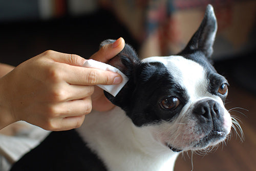 Wafona All-in-One Spray - cleans, moisturizes and sterilize with the power of 108 types of natural plant extracts and pure ionized water