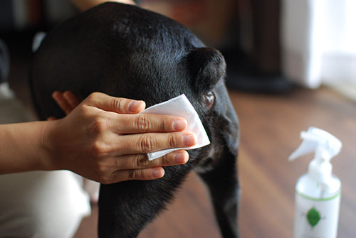 Wafona All-in-One Spray - cleans, moisturizes and sterilize with the power of 108 types of natural plant extracts and pure ionized water