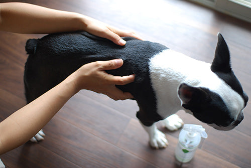 Wafona All-in-One Spray - cleans, moisturizes and sterilize with the power of 108 types of natural plant extracts and pure ionized water