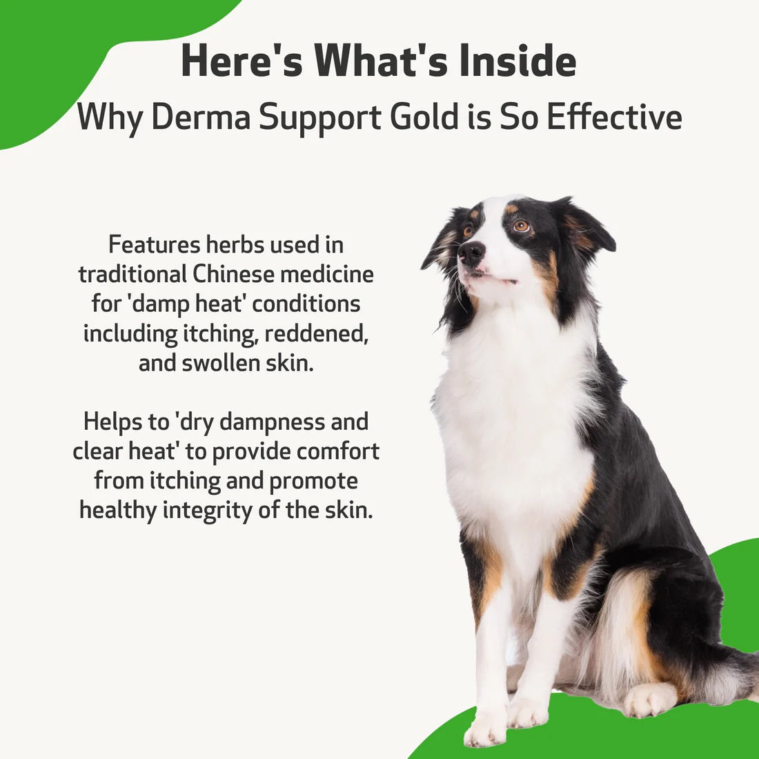 Pet Wellbeing - Derma Support Gold - for Canine Healthy Coat, Odor & Itching (2fl oz / 59ml)