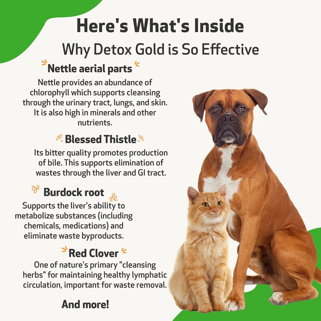 Pet Wellbeing - Detox Gold for Dogs - Gentle Detoxification & Elimination (2fl oz / 59ml)