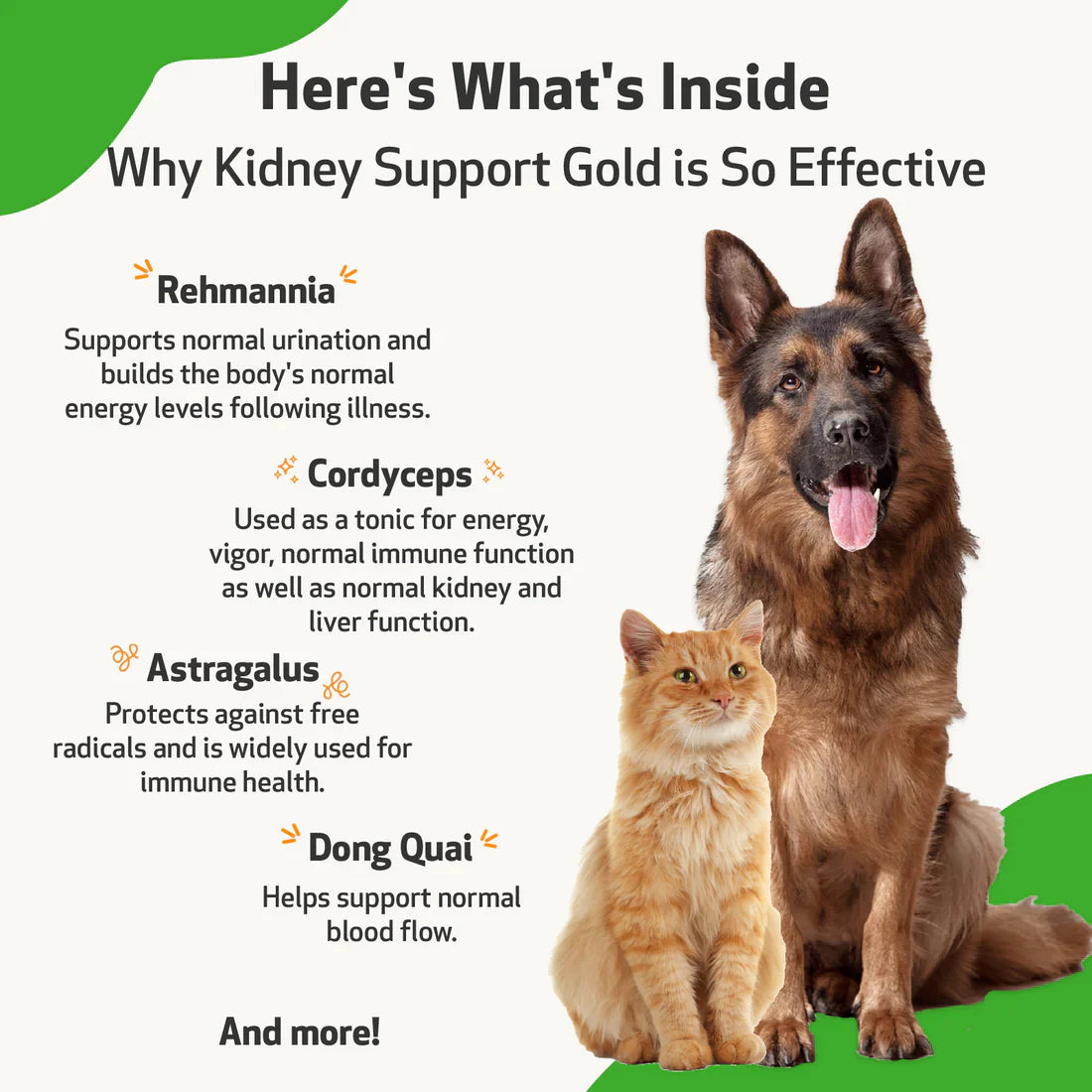 Pet Wellbeing - Kidney Support Gold - for Cats & Dogs Kidney Function