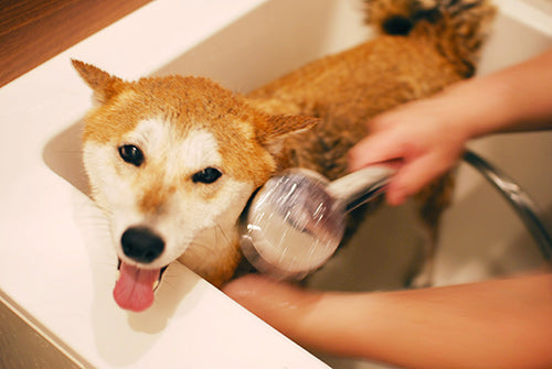 Wafona Natural Shampoo - 250ml