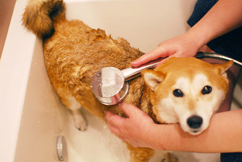 Wafona Natural Shampoo - 250ml