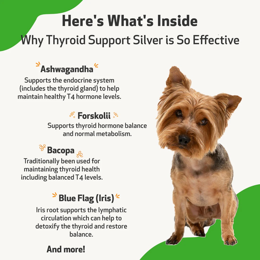 Pet Wellbeing - Thyroid Support Silver - for Low Thyroid in Cats & Dogs (2 oz / 59ml)