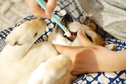 Wafona Oral care spray - for dogs and cats