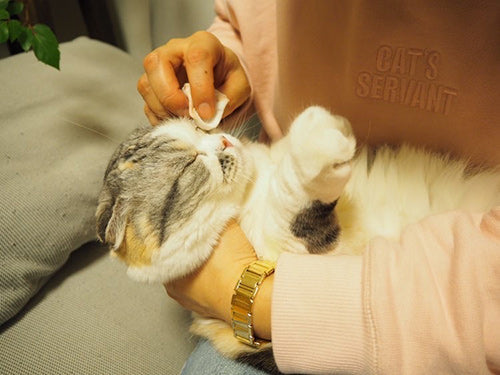 Wafona All-in-One Spray for Cats - cleans, moisturizes and sterilize with the power of 108 types of natural plant extracts, 52 types of plant enzymes and pure ionized water