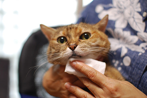 Wafona All-in-One Spray for Cats - cleans, moisturizes and sterilize with the power of 108 types of natural plant extracts, 52 types of plant enzymes and pure ionized water