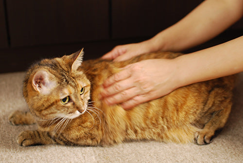 Wafona All-in-One Spray for Cats - cleans, moisturizes and sterilize with the power of 108 types of natural plant extracts, 52 types of plant enzymes and pure ionized water