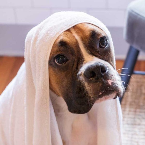 dog-et