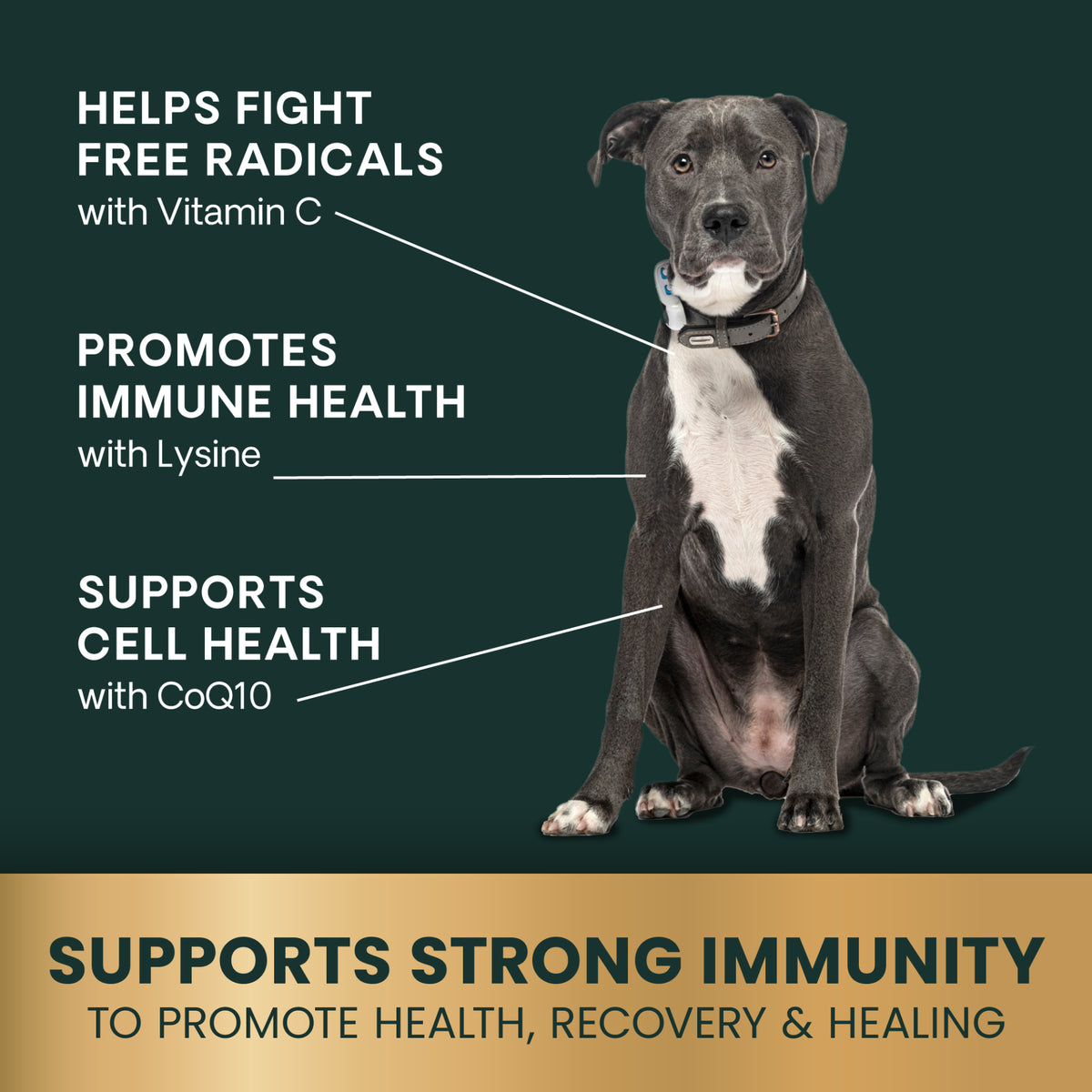 VetriScience® Immunity Health for Small Dogs (60 capsules)