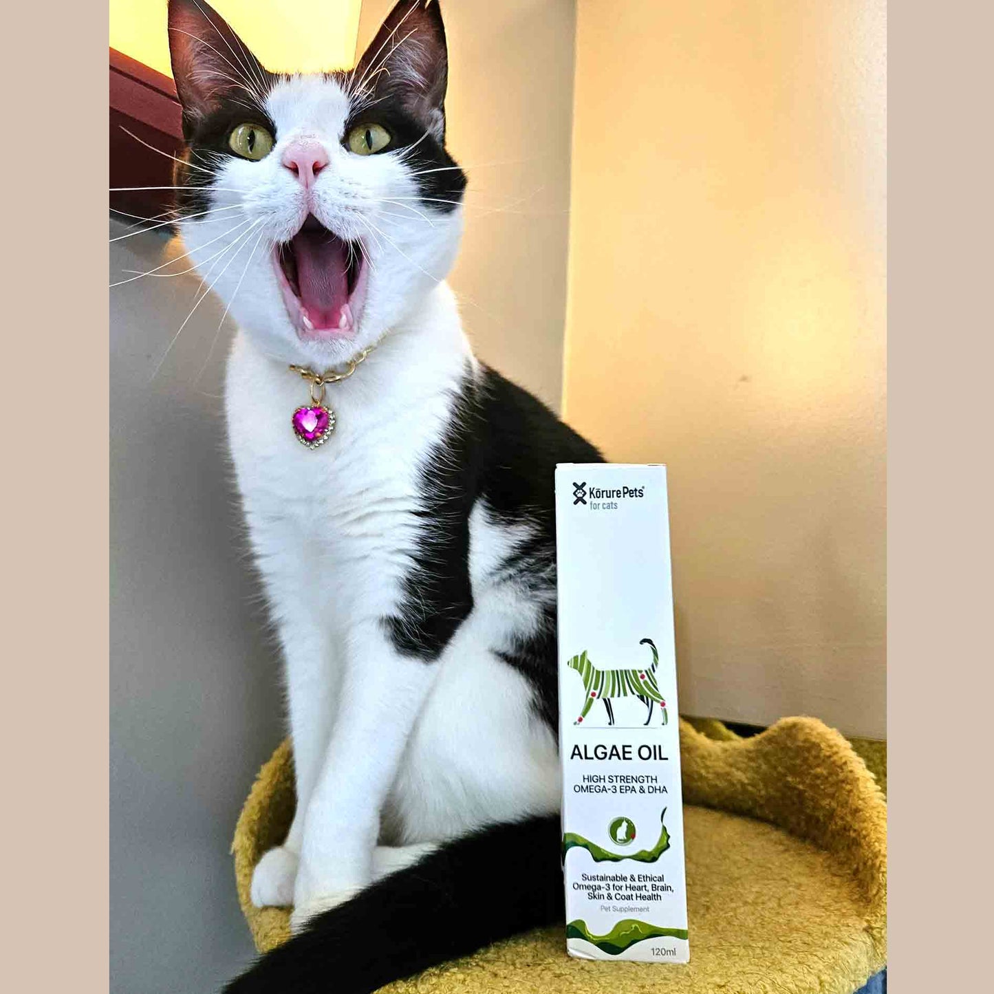 Kōrure Pets Algae Oil (Brain, Heart and Coat Health) - 50ml