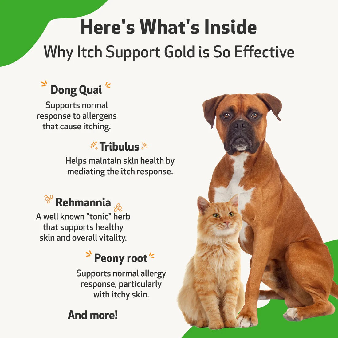Pet Wellbeing - Itch Support Gold - for Soothing Allergy-Related Itch in Dogs