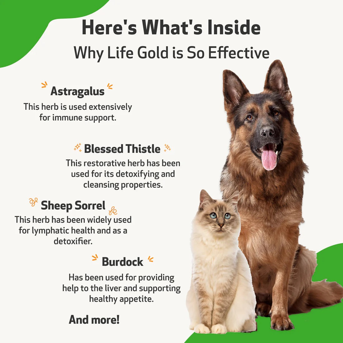 Pet Wellbeing - Life Gold - Trusted Care for Dog Cancer