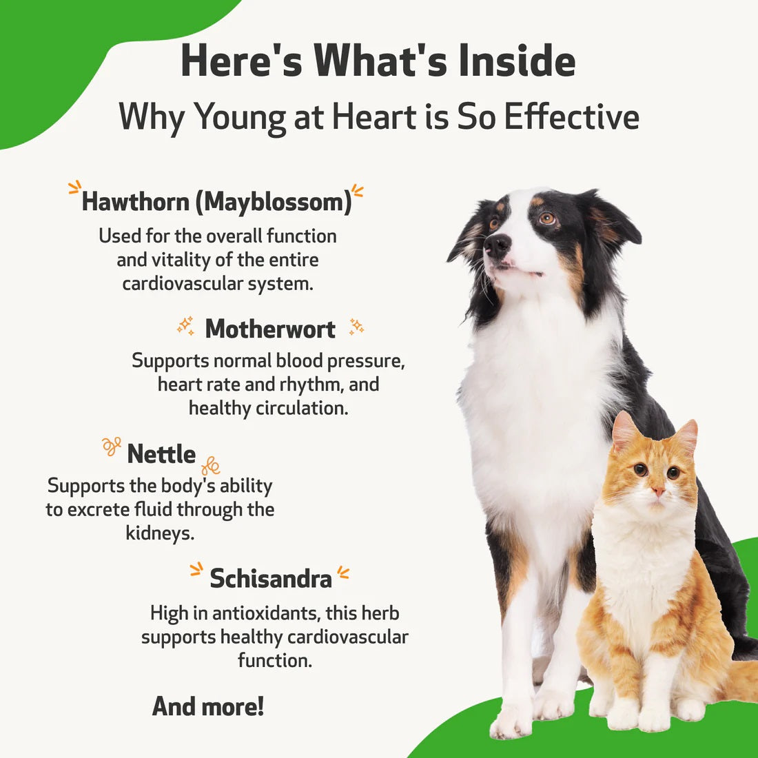 Pet Wellbeing - Young at Heart - for Healthy Heart Maintenance in Cats & Dogs