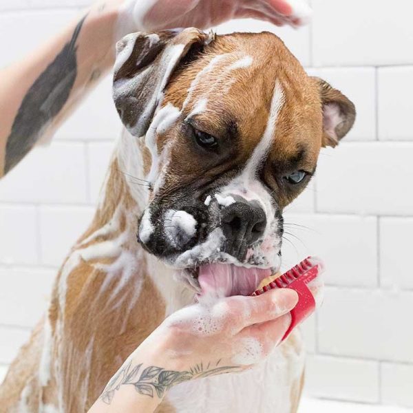 dog-wash-lick
